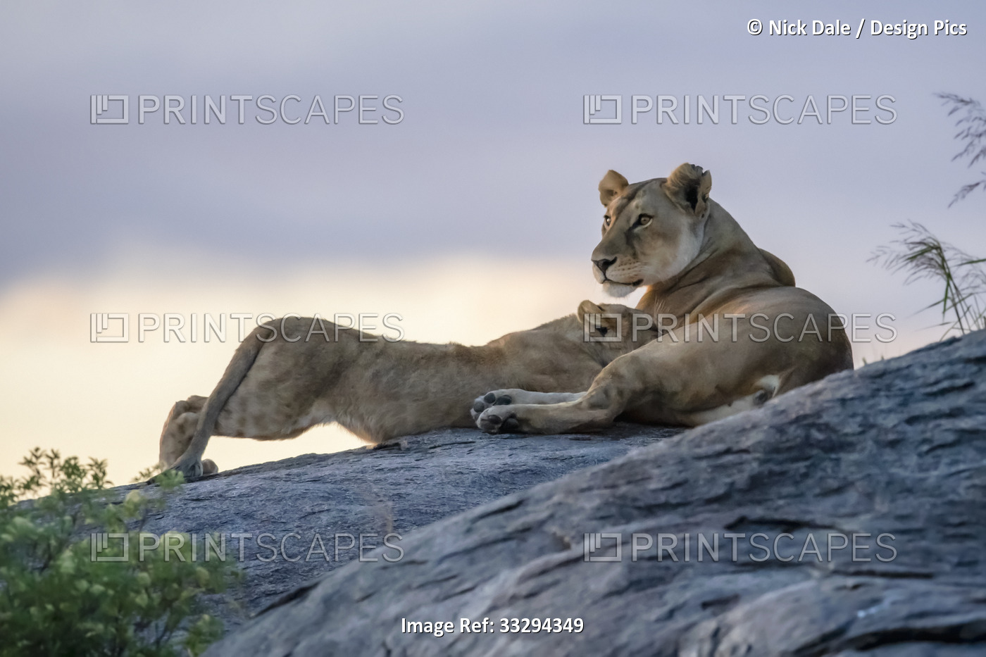 Lioness (Panthera leo) nursing cub on rock at dusk; Tanzania