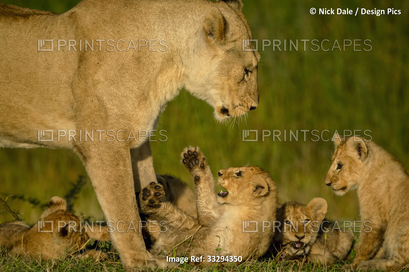 Close-up of lioness (Panthera leo) standing over four lion cubs; Tanzania