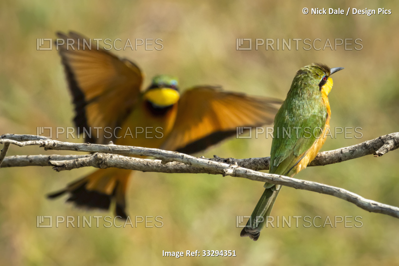 Little bee-eater (Merops pusillus) perched on tree branch with another landing; ...