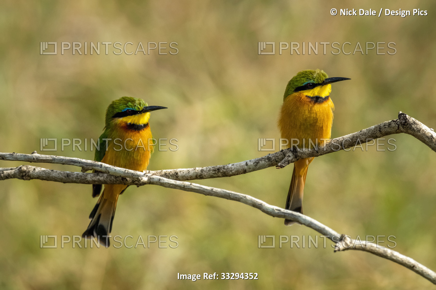 Little bee-eaters perched on branch mirroring each other; Tanzania
