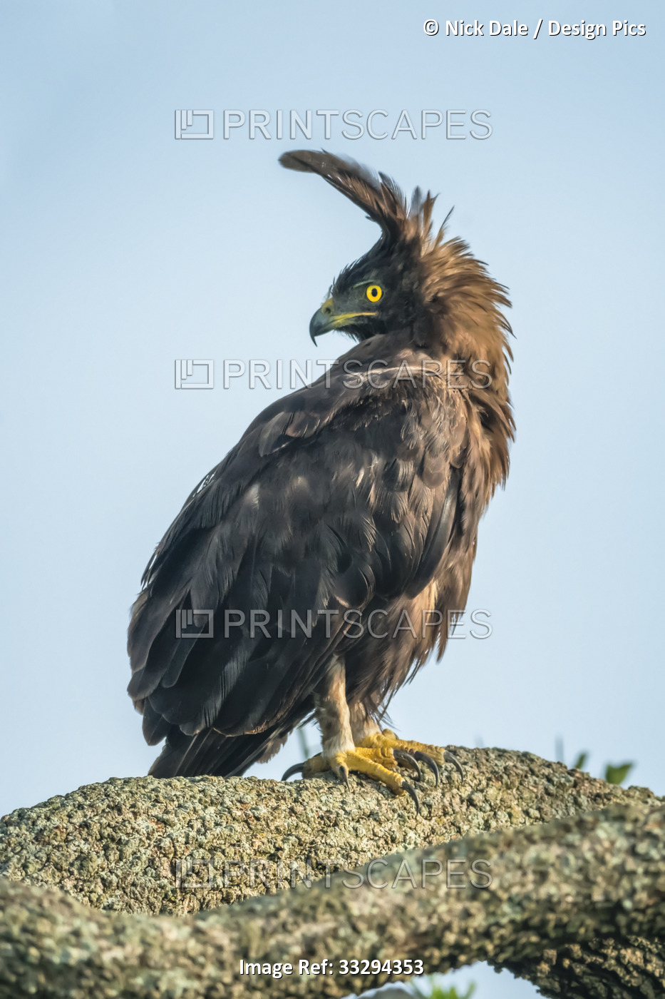 Portrait of long-crested eagle (Lophaetus occipitalis) standing on a tree ...