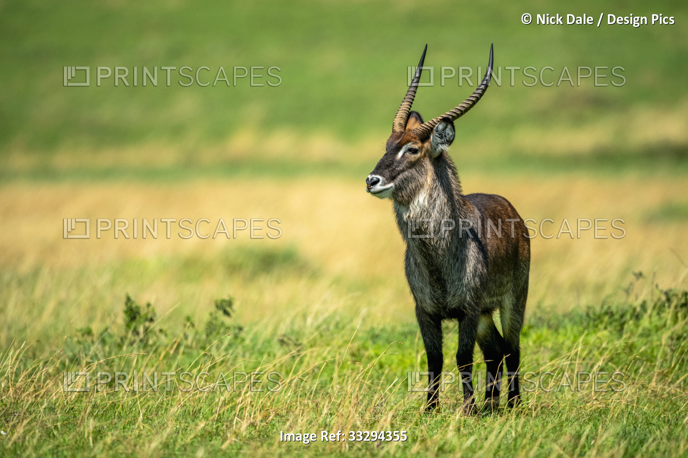 Portrait of male Defassa waterbuck (Kobus ellipsiprymnus) standing on the ...