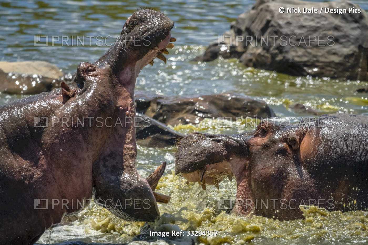 Male hippo (Hippopotamus amphibius) in water with mouth wide open intimidating ...