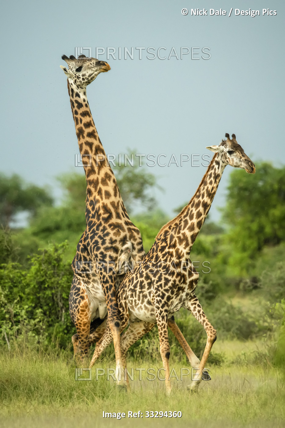 Male Masai giraffe (Giraffa camelopardalis tippelskirchii) mounts female while ...