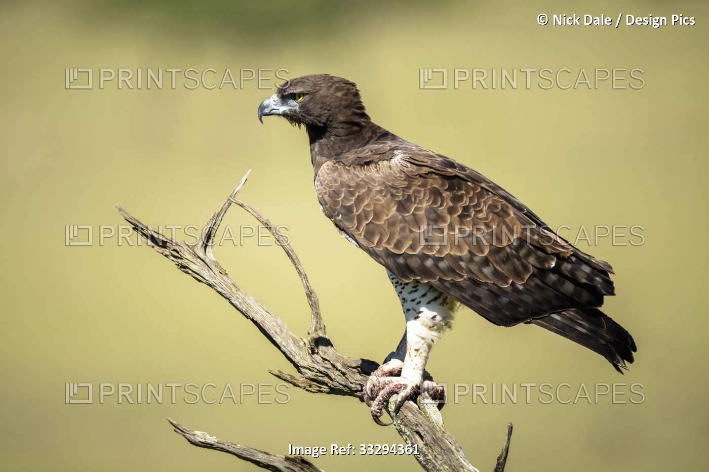Portrait of martial eagle (Polemaetus bellicosus) perched on dead branch in ...