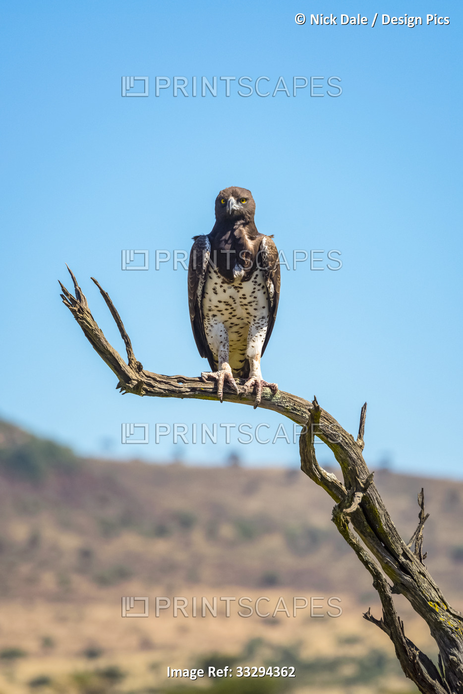 Portrait of martial eagle (Polemaetus bellicosus) standing on dead tree looking ...