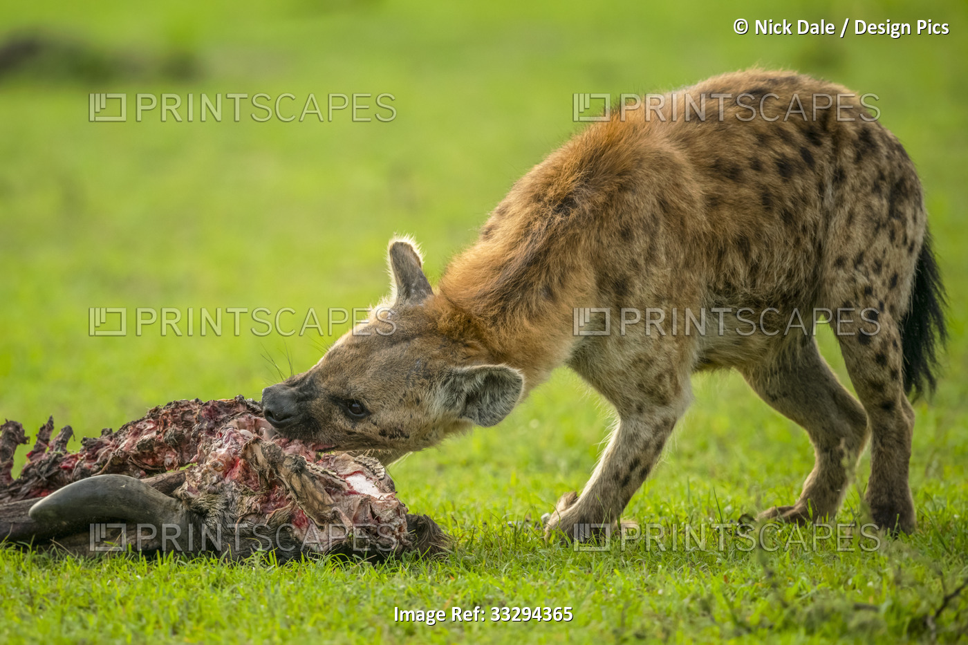 Spotted hyena (Crocuta crocuta) feeding on wildebeest carcass on the savannah; ...