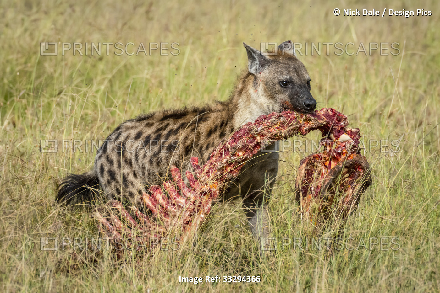 Spotted hyena (Crocuta crocuta) walking across savanna carrying bones of ...