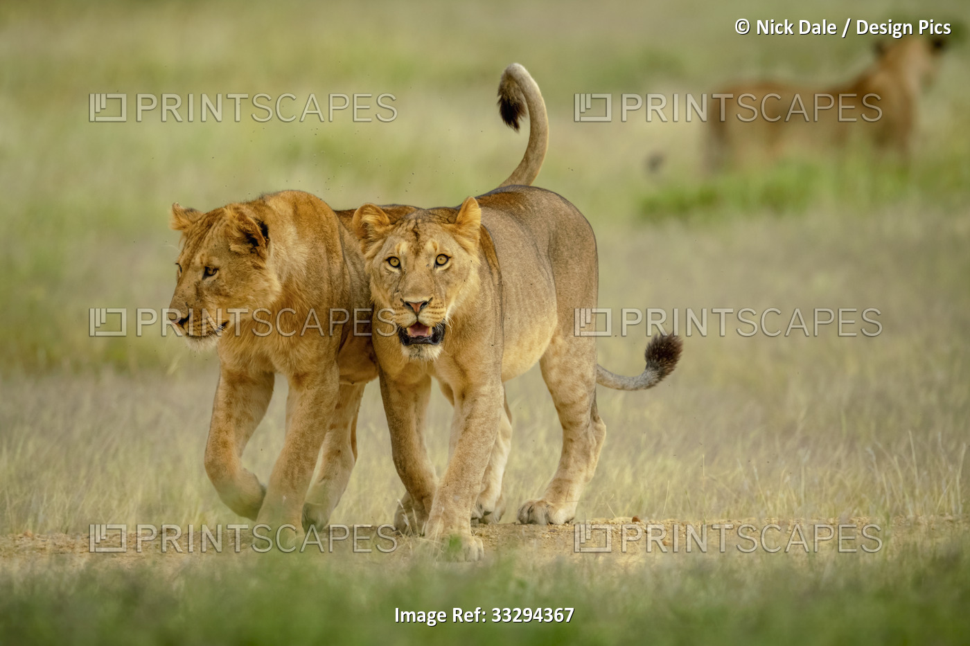 Two lionesses (Panthera leo) walking across the savannah side by side with ...