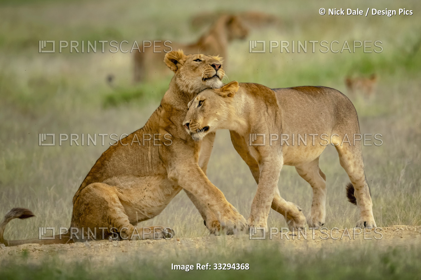 Two lionesses (Panthera leo) nuzzling each other in grass; Tanzania