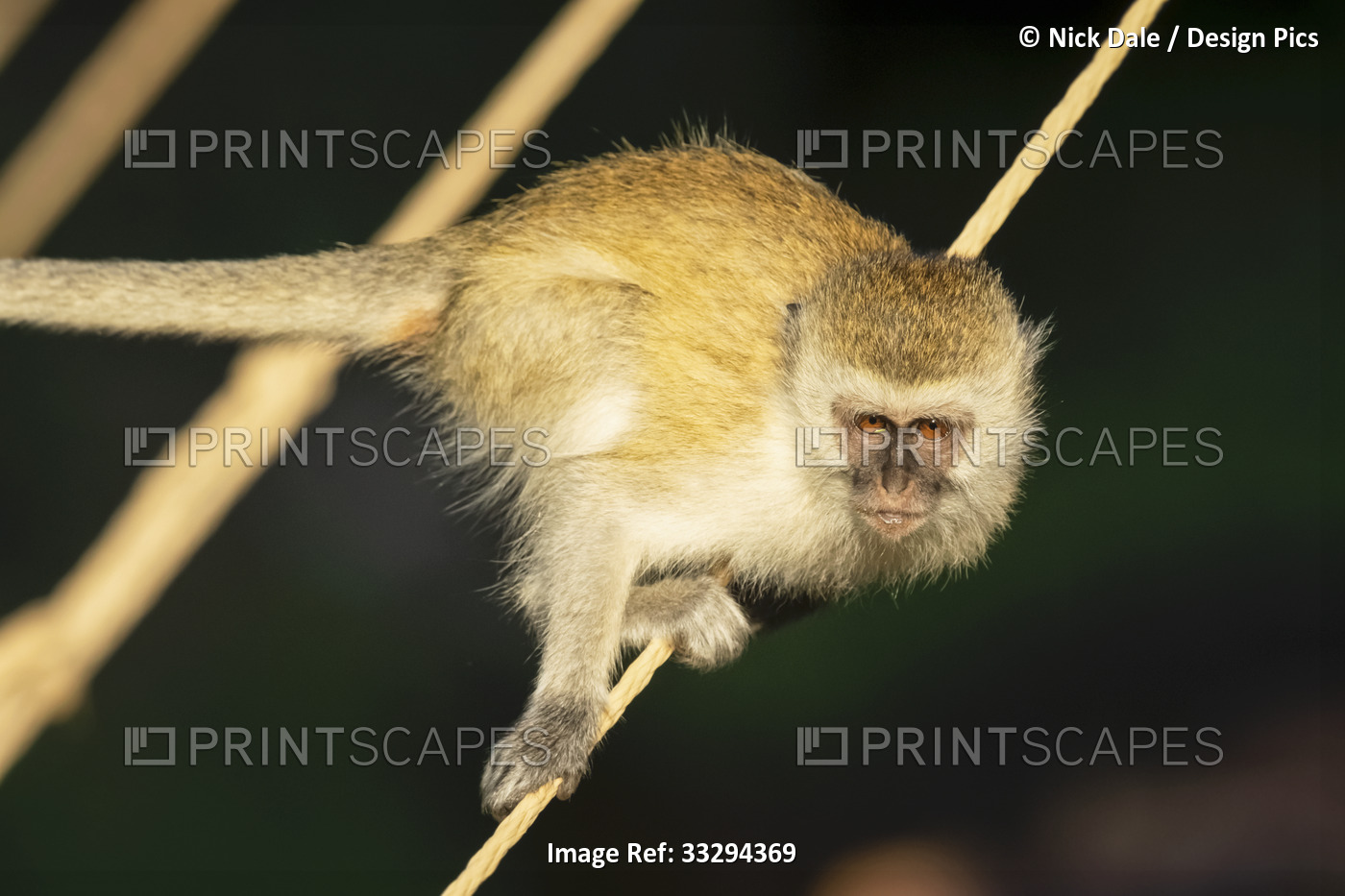 Close-up portrait of vervet monkey (Chlorocebus pygerythrus) balancing on a ...