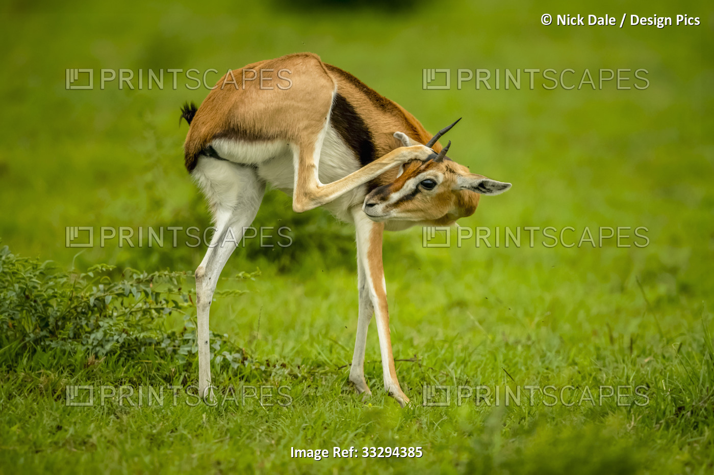 Young male Thomson's gazelle (Eudorcas thomsonii) standing on the grass ...