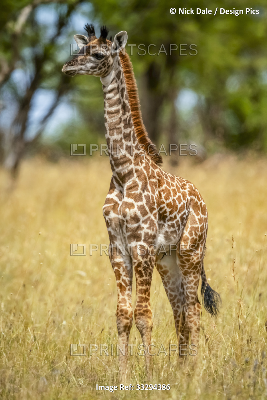 Portrait of young Masai giraffe (Giraffa camelopardalis tippelskirchii) ...