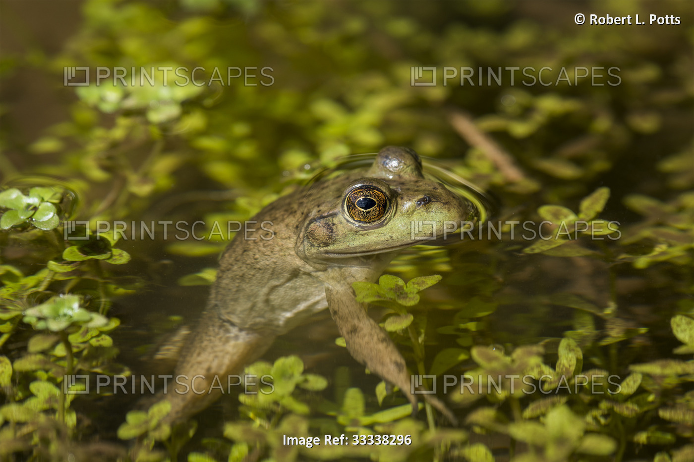 Close-up portrait of an American bullfrog (Lithobates catesbeianus) in the ...