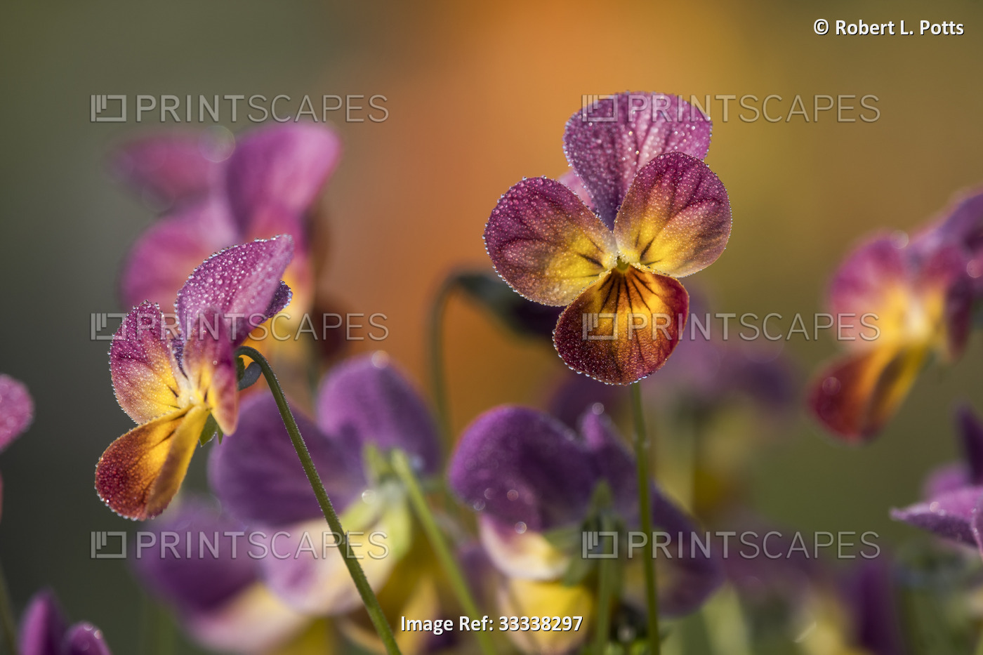Close-up of purple and orange, variegated, dew dampened pansy blossoms (Viola ...