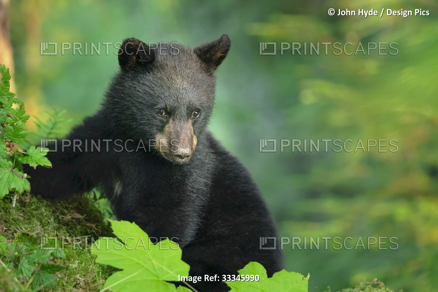 Portrait of a black bear cub (Ursus americanus) leaning on a grassy mound along ...