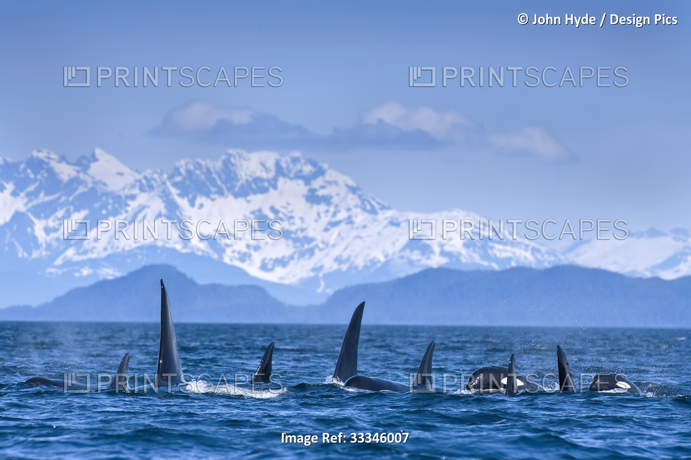 A pod of Orca (Orcinus orca) surfacing with their fins at the surface of the ...