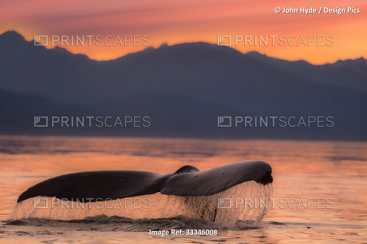 Humpback whale (Megaptera novaeangliae) fluke at the surface of water at dusk; ...