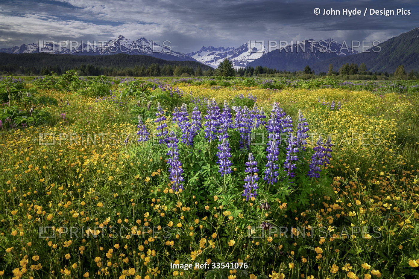 Field with wildflowers including buttercups (Ranunculus) and lupines (Lupinus) ...