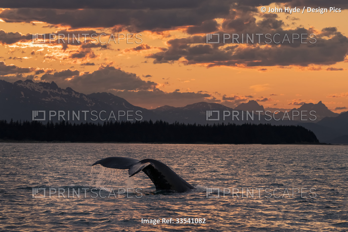Humpback whale (Megaptera novaeangliae) lifting its fluke as it feeds in the ...
