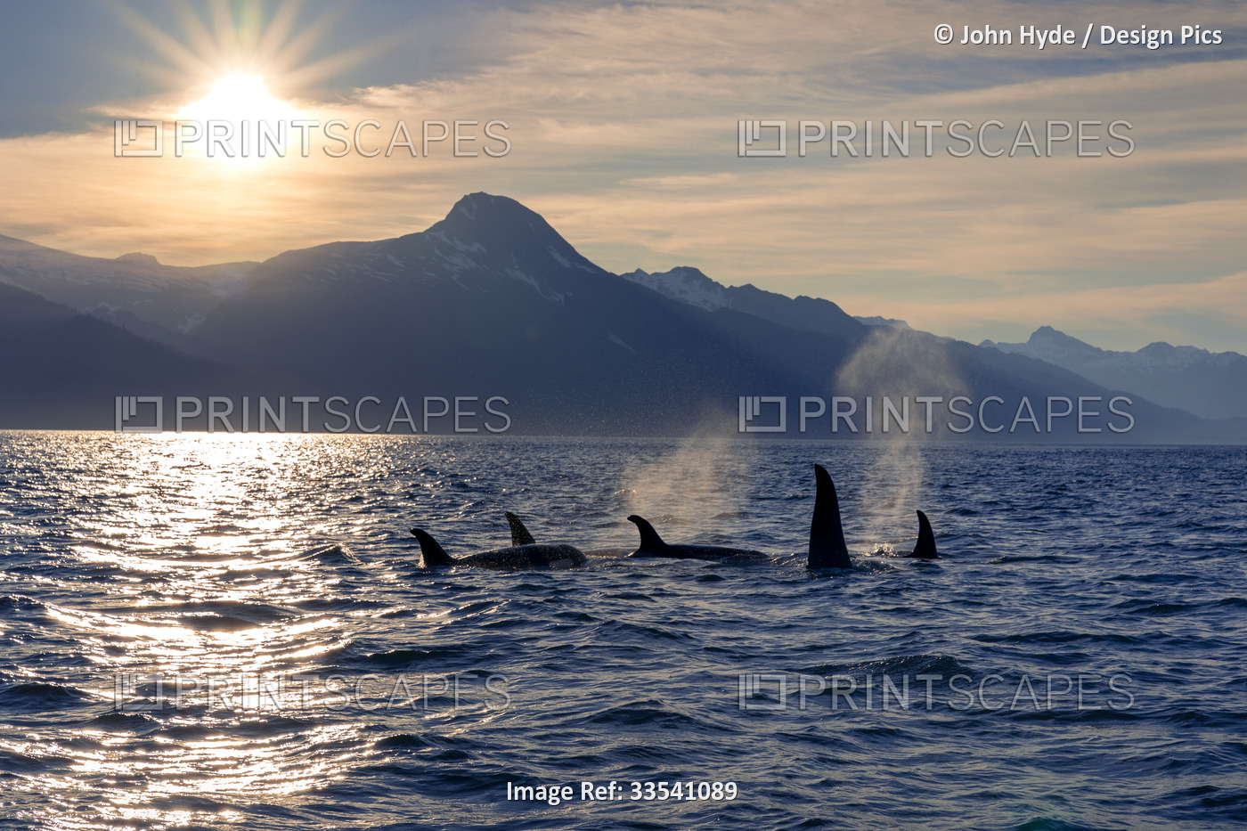 Pod of Killer whales (Orcinus orca) traveling in the Lynn Canal with the ...