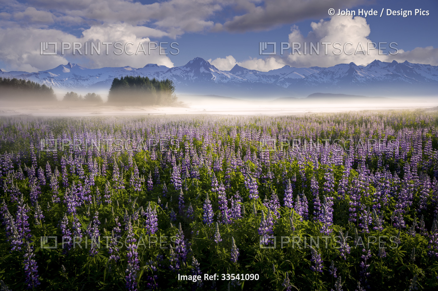 A field of lupins in bloom off Eagle Beach with the rugged snow-capped Chilkat ...