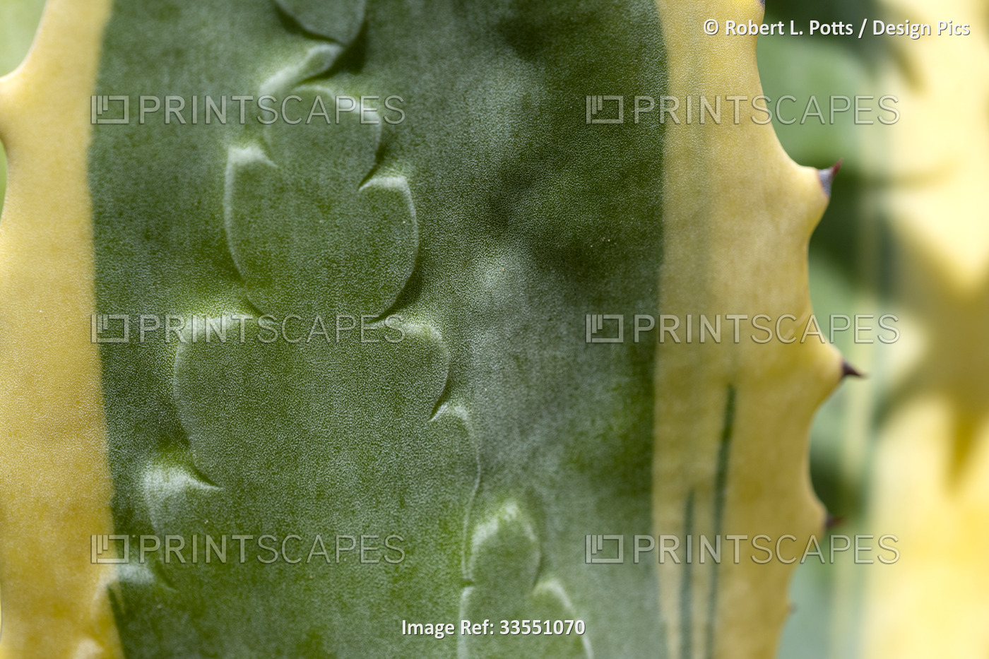 Impressions left by Agave spines (Agave americana) are visible on a plant in an ...