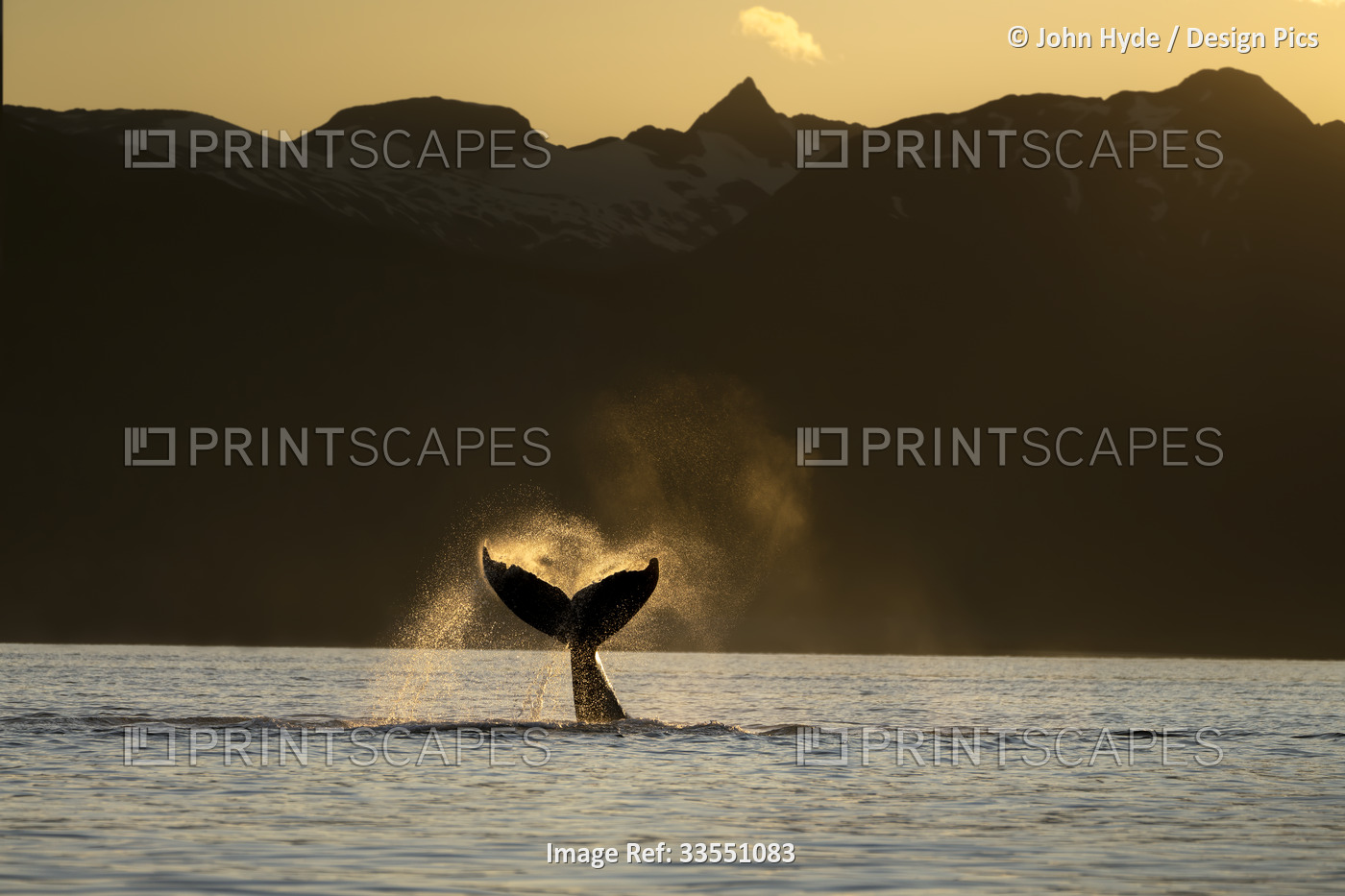 Silhouette of a humpback whale (Megaptera novaeangliae) lobbing its flukes in ...