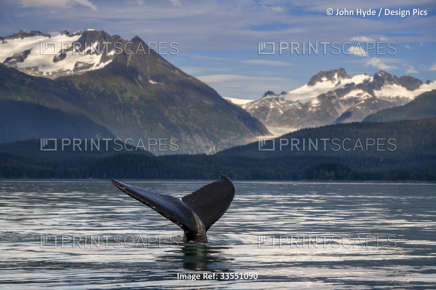 A humpback whale (Megaptera novaeangliae) lifts its flukes as it feeds in the ...