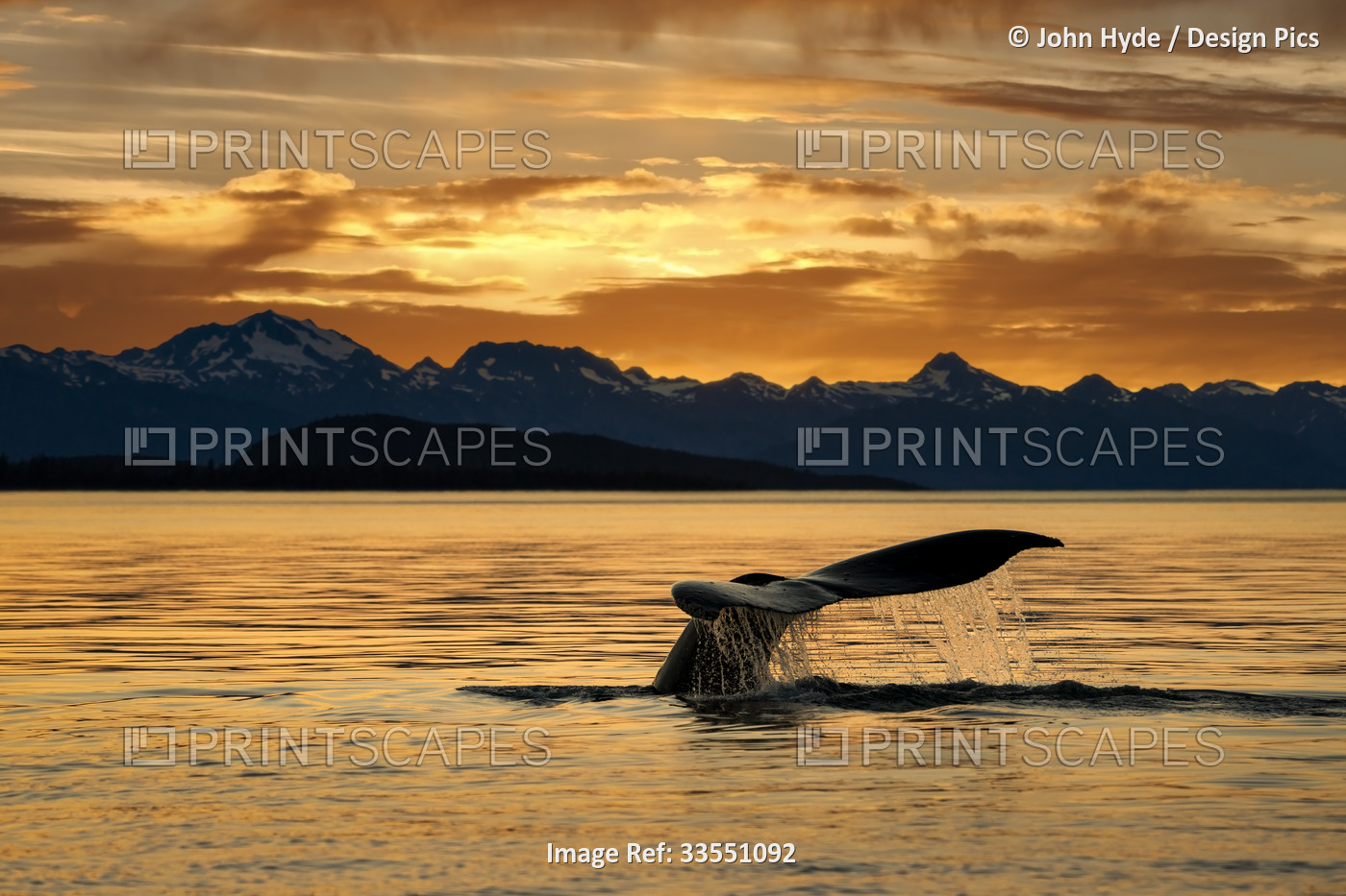 Humpback whale (Megaptera novaeangliae) surfacing at sunset, with water flowing ...