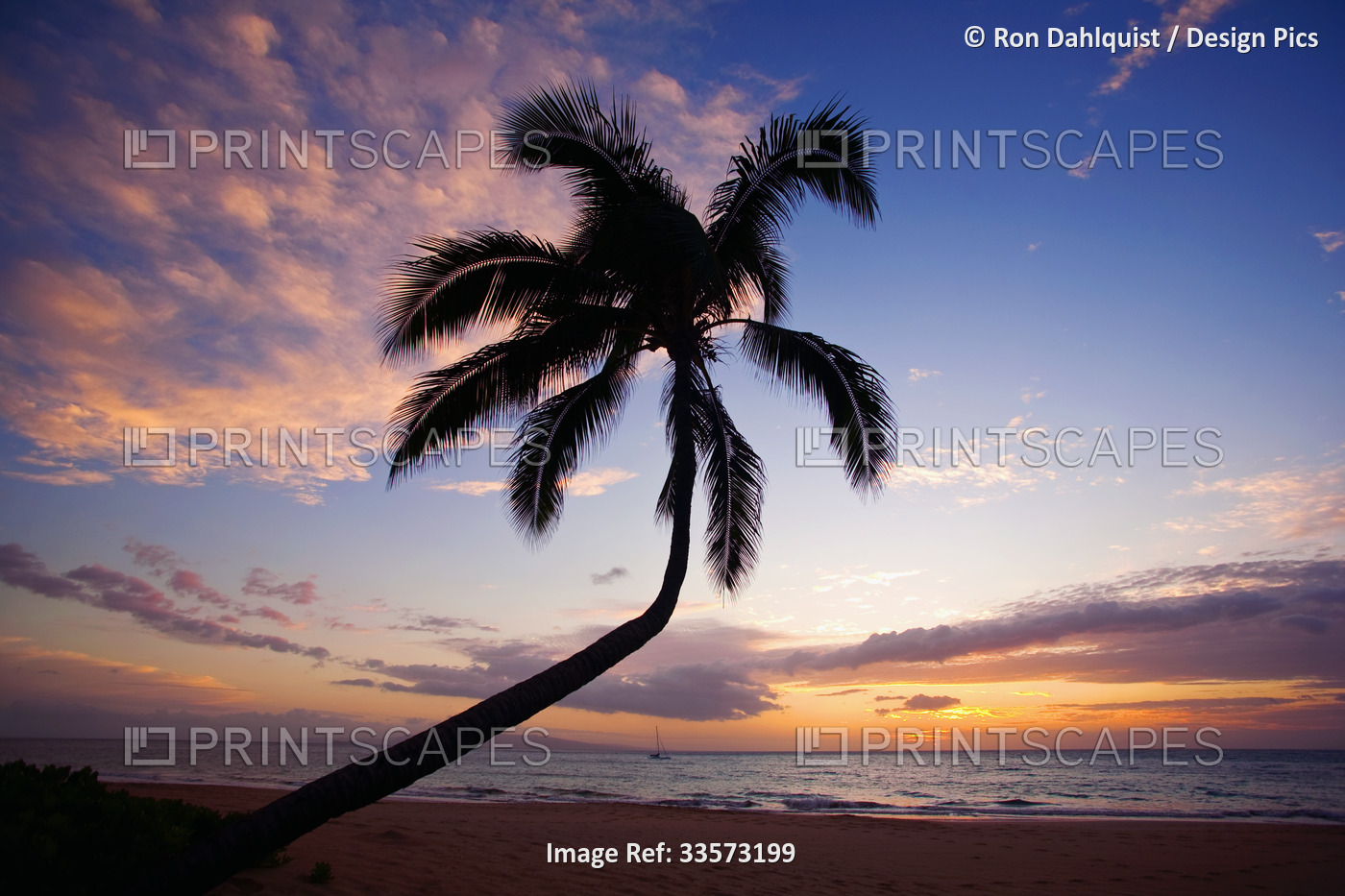 Coconut palm silhouette on Kamaole Beach; Kihei, Maui, Hawaii, United States of ...
