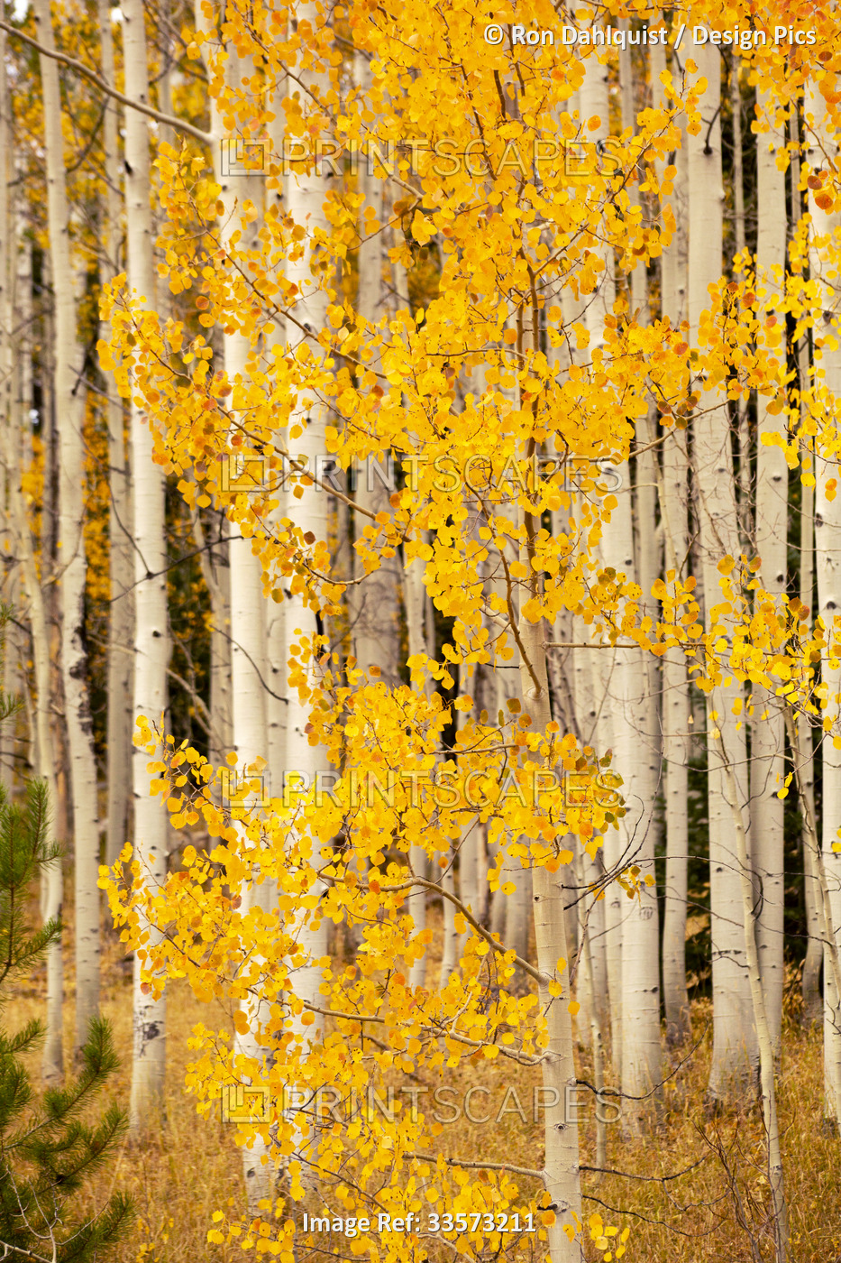Yellow Aspen trees at the peak of fall colours; Colorado, United States of ...