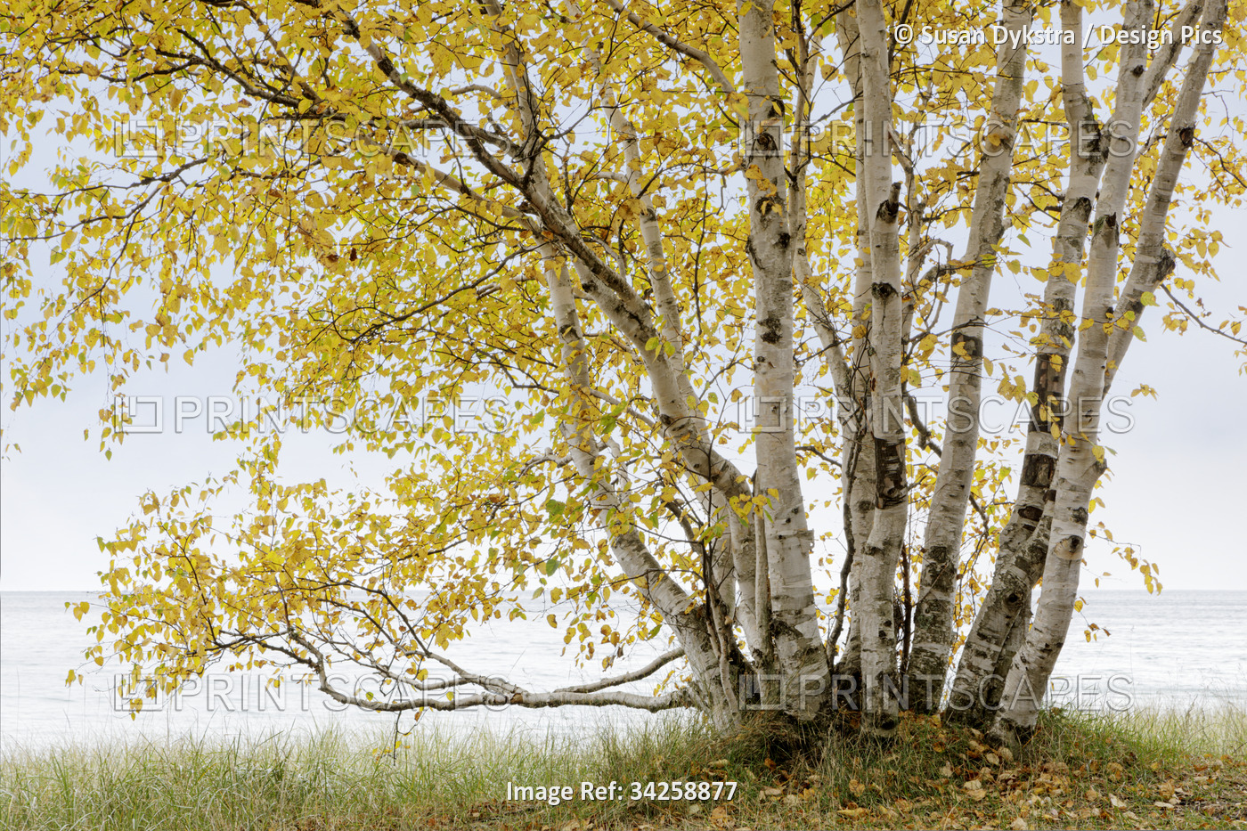 Autumn Birch tree