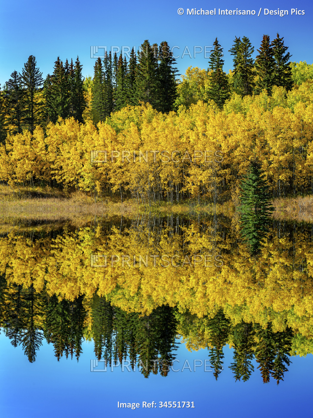 Colourful fall colours with a mirror reflection in a still lake and blue sky; ...