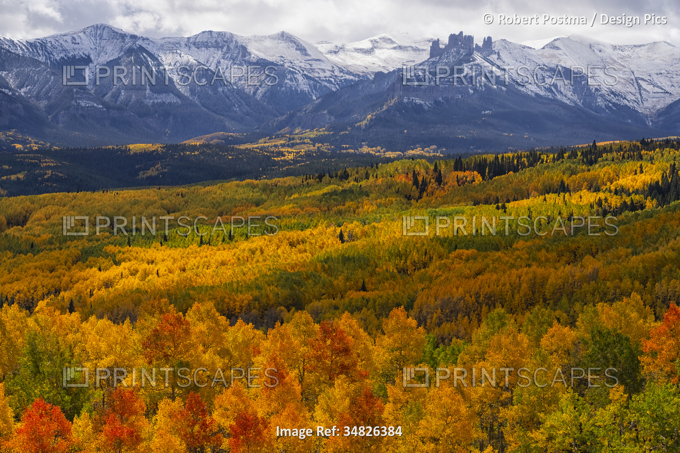 Aspen trees turn the color of an artist palette during autumn in Colorado. ...
